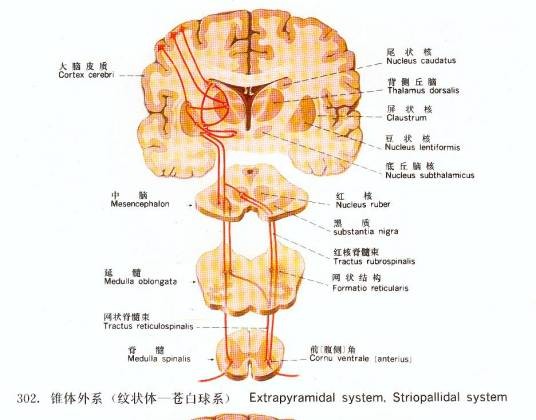 锥体外系反应