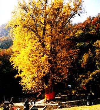 千年银杏树(河南省旅游景点)