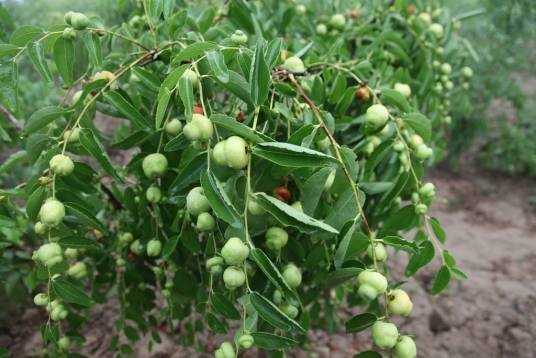 葫芦枣（鼠李科枣属植物）