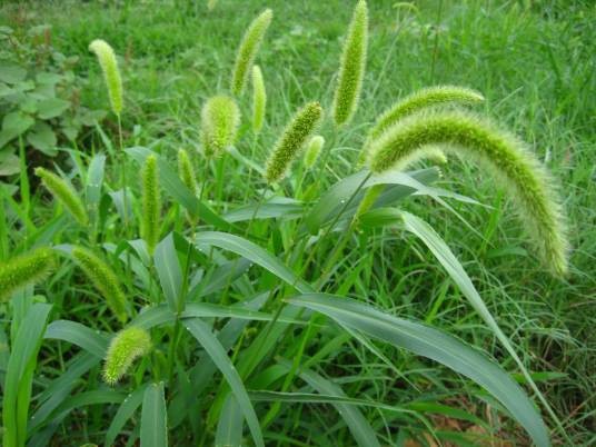 狗尾巴草(禾本科狗尾草属植物)
