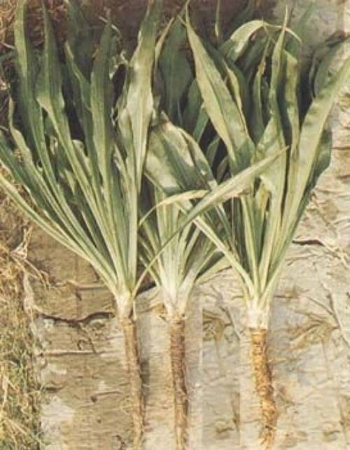 婆罗门参（中药）