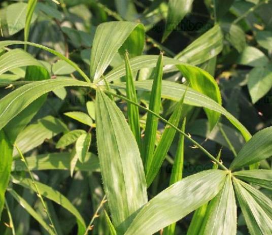 白藤（棕榈科省藤属植物）