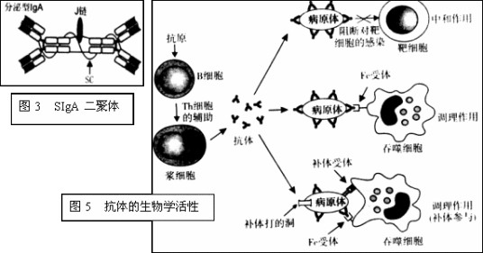 精制破伤风抗毒素