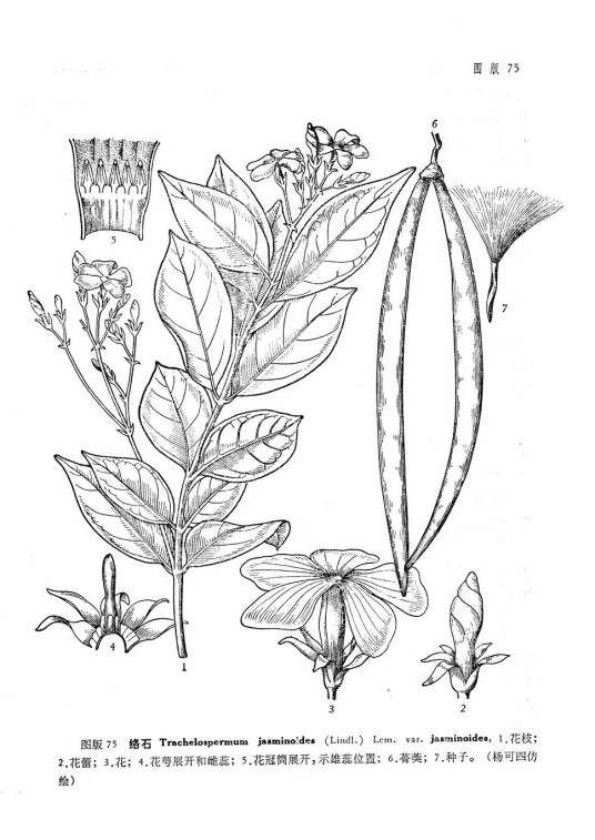 络石（原变种）