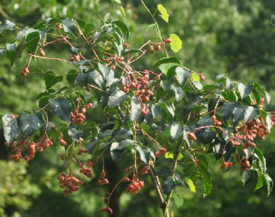 野鸦椿根