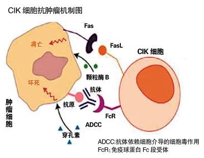 LAK细胞