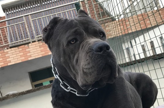 意大利卡斯罗犬