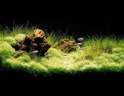水草造景