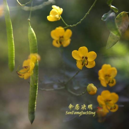 伞房决明