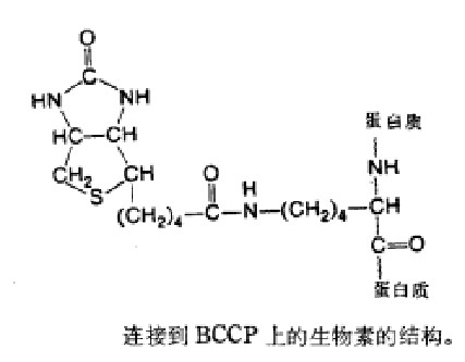 乙酰辅酶A羧化酶