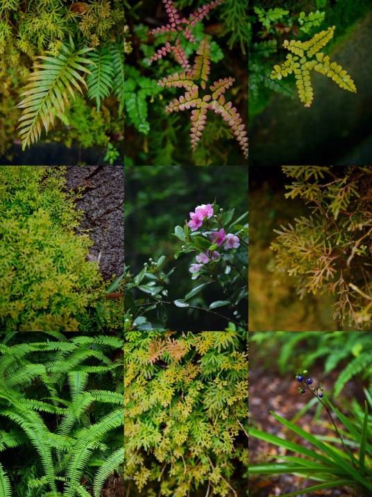 野生植物（原生地天然生长的植物）