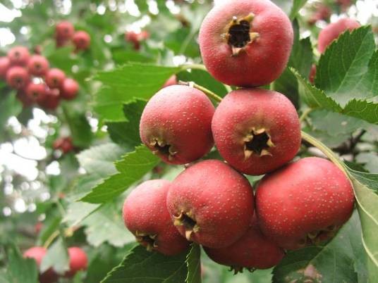 山里红（蔷薇科山楂属植物）