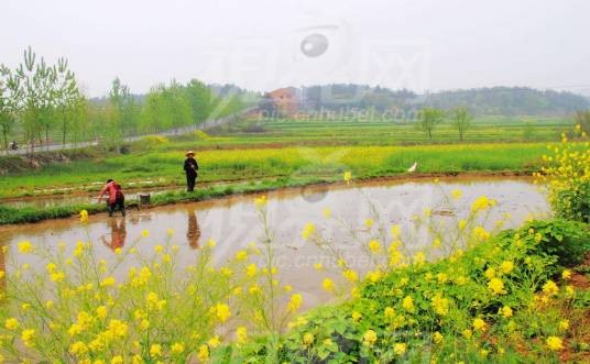 邓岗村(河南省南阳市邓州市下辖行政村)