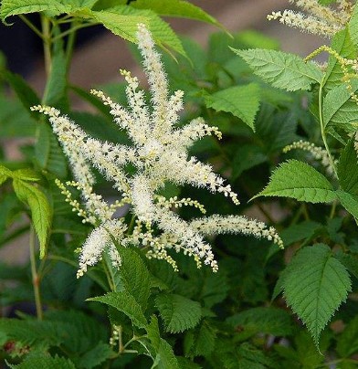 升麻（毛茛科升麻属植物）