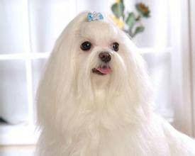 西施犬