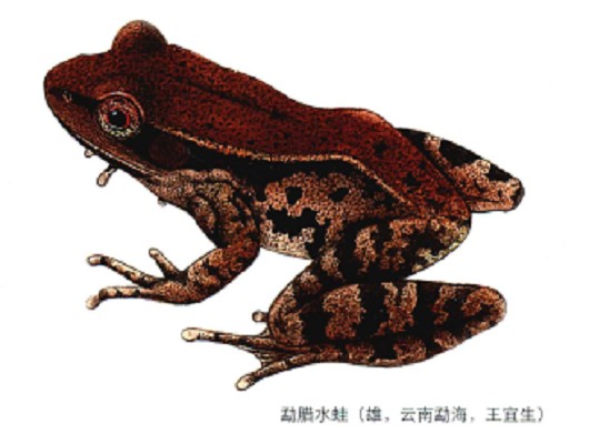 勐腊水蛙