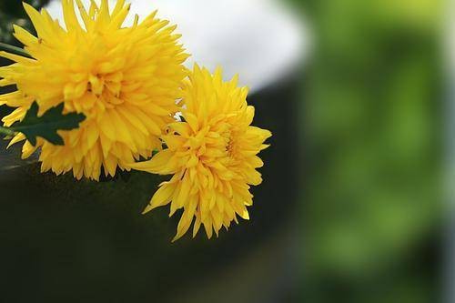 东篱菊（杭白菊产品）