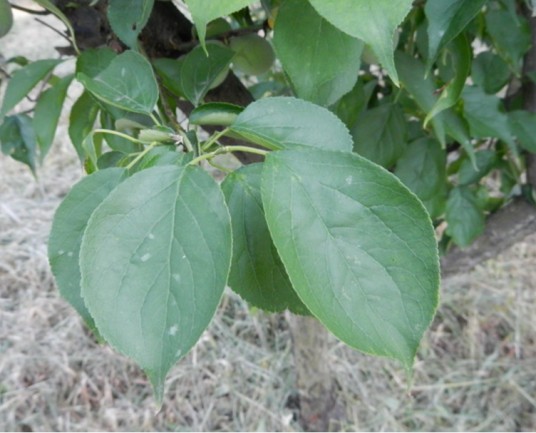 梅叶（蔷薇科杏属植物）