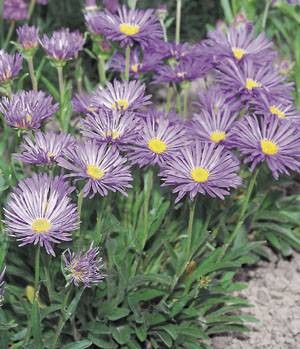 蛇岩高山紫菀