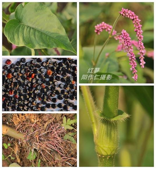 红蓼（蓼科蓼属植物）