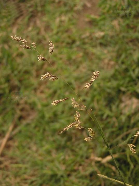 朝鲜碱茅