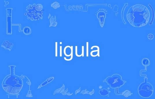ligula