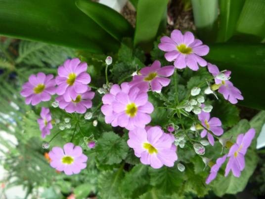 樱草花