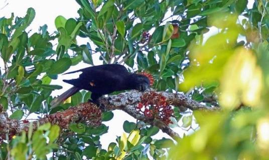 黑鹦鹉