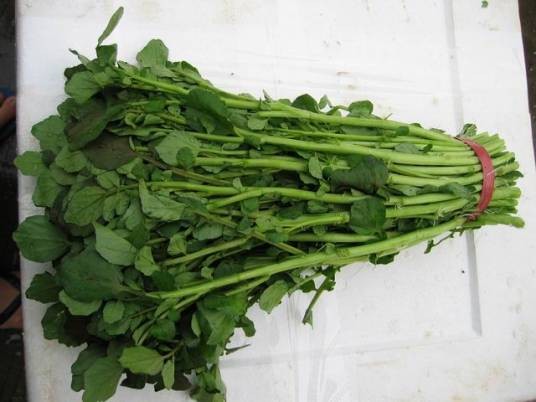 豆瓣菜属