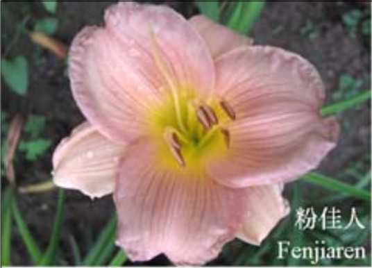 粉佳人(河北省林业科学研究院选育的萱草品种)