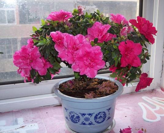 小叶杜鹃(杜鹃花科杜鹃花属植物)