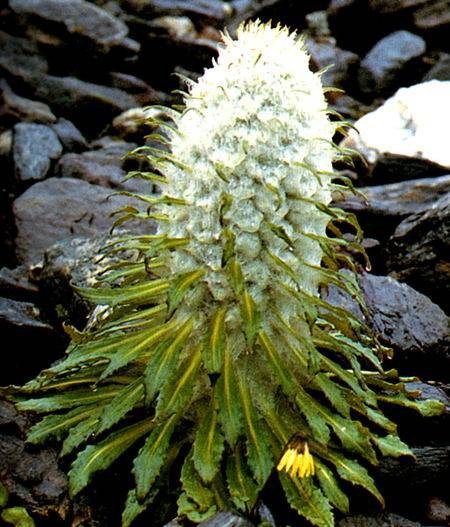 雪兔子（菊科风毛菊属植物）