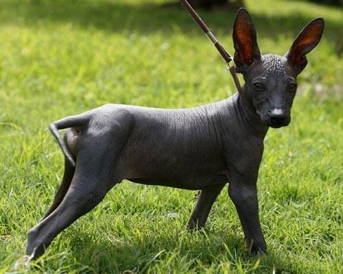 小型秘鲁无毛犬