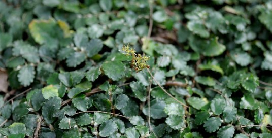 吐烟花（中药）