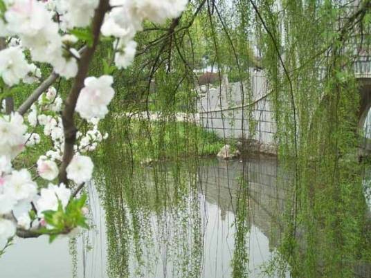 有心栽花花不开,无心插柳柳成荫