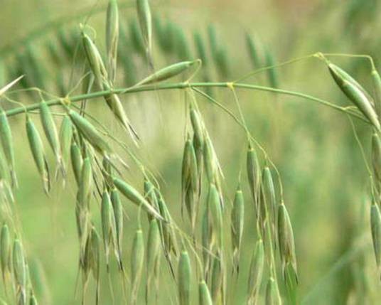 野燕麦（禾本科燕麦属植物）