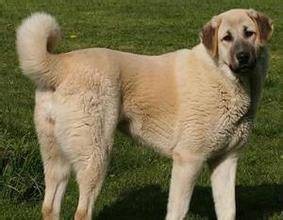 安纳托利亚牧羊犬