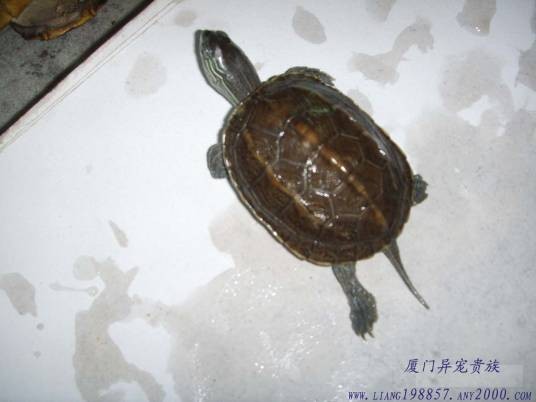 花草杂交龟