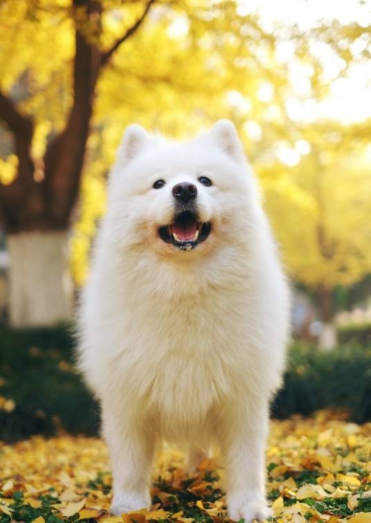 momo(中国新浪微博萨摩耶犬角色)