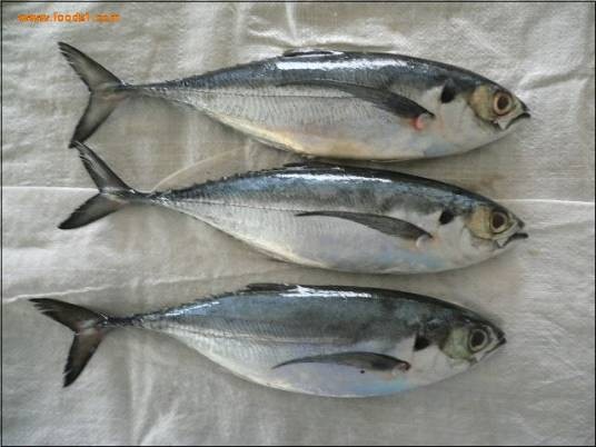 铁甲鱼