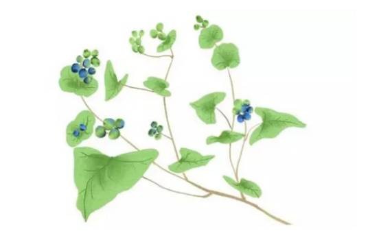 扛板归根