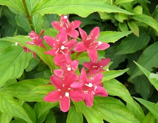 锦带花属