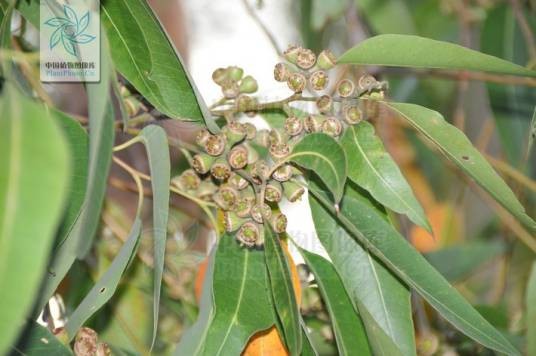 普桉1号