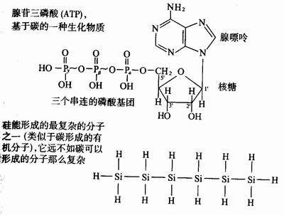 碳基生物（以碳元素为有机物质基础的生物）
