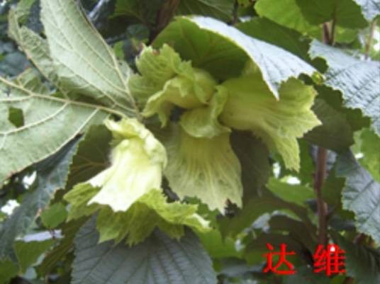 达维（平欧杂交榛子品种）