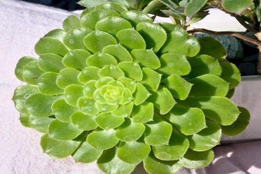 明镜（景天科莲花掌属植物）