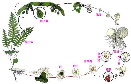 低等植物
