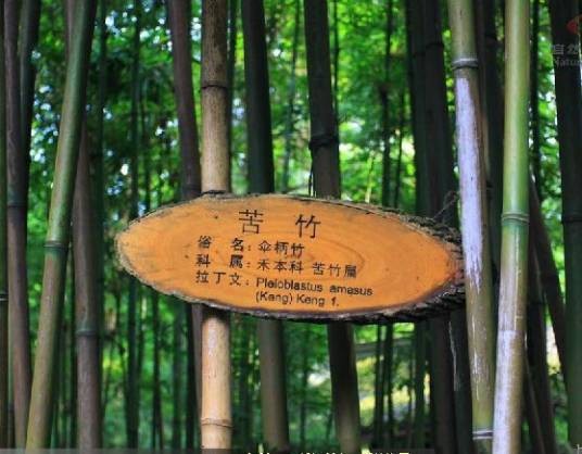 苦竹‘衢县’