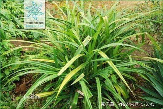 露兜草