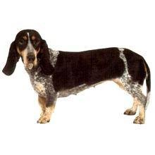 巴塞特·蓝加斯科涅猎犬